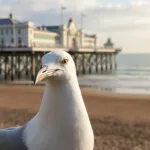 Rankingi Brighton: historia sukcesów i obecna pozycja w Premier League